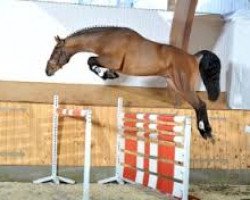 jumper Lord Pizarro (Hanoverian, 2010, from Lord Pezi)