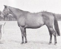 broodmare Solesa xx (Thoroughbred, 1940, from Solario xx)