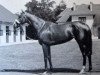 broodmare Timandra xx (Thoroughbred, 1957, from Court Martial xx)