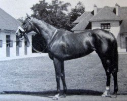 broodmare Timandra xx (Thoroughbred, 1957, from Court Martial xx)