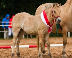 horse Hellveig S (Fjord Horse, 2013, from Mastrup Romeo)