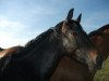 dressage horse Diamond's Special Effects (Oldenburg, 2009, from Diamond Hit)