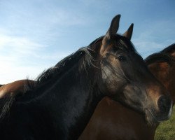 dressage horse Diamond's Special Effects (Oldenburger, 2009, from Diamond Hit)