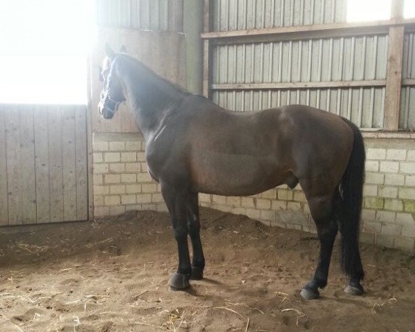 dressage horse Yankee 17 (Hanoverian, 1996, from Ajour)