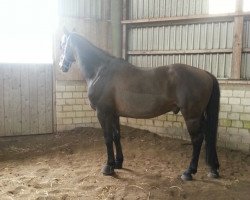 dressage horse Yankee 17 (Hanoverian, 1996, from Ajour)