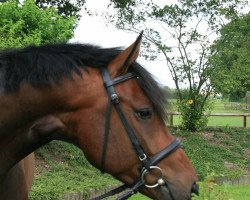 jumper Chakuro (Oldenburg show jumper, 2010, from Chakiro DR)