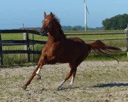 broodmare Fedora (Oldenburg, 2010, from Desperados FRH)