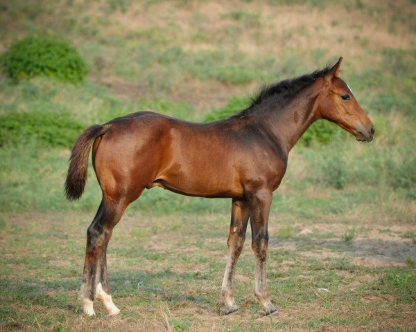 Pferd Redova (Ungarisches Warmblut, 2014, von Redako)