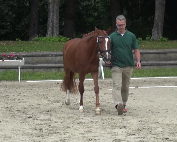 Zentrale Stuteneintragung Reitpferd mit Prämienvergabe