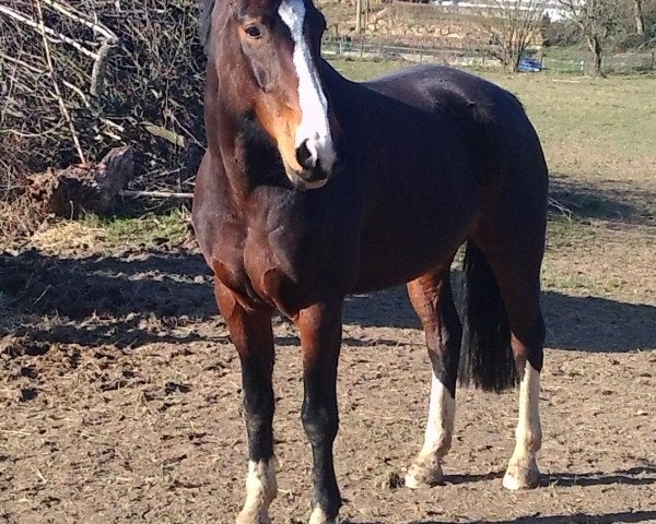 broodmare Geena (Hanoverian, 2004, from Go on Top)