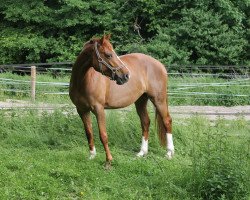 broodmare Finesse 299 (Hanoverian, 2004, from Fielmann)