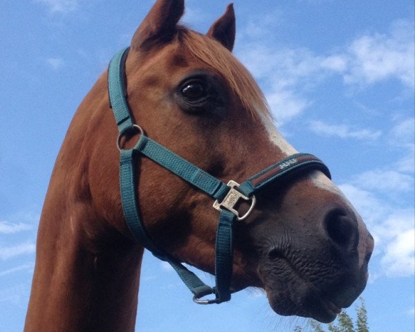 Pferd Valentino 133 (Deutsches Reitpony, 1994, von Ulfenbach Vivaldi)