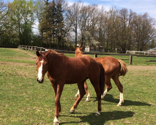 horse Hanah (KWPN (Royal Dutch Sporthorse), 2012, from Jimtown)