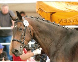 broodmare Romina (Westphalian, 2007, from Rockwell)