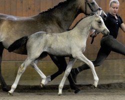 broodmare HET Grace (German Riding Pony, 2014, from Gandalf)