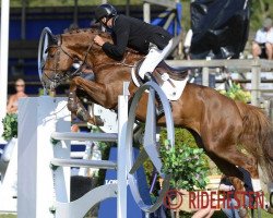 stallion Confidence (Oldenburg, 2006, from Cordalme Z)