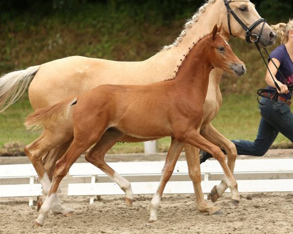 horse xyz (German Riding Pony,  )