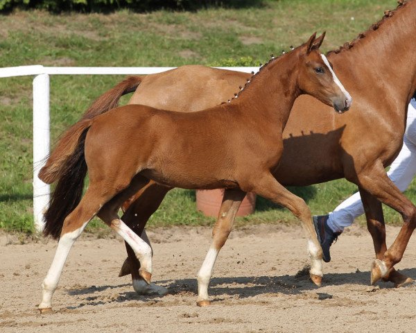 dressage horse Ehrenhains Delia Rouge (German Riding Pony, 2014, from Cosmopolitan NRW)