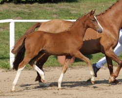 Dressurpferd Ehrenhains Delia Rouge (Deutsches Reitpony, 2014, von Cosmopolitan NRW)