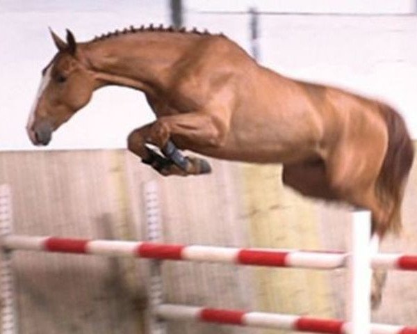 jumper Daiquiri de la Pomme (Belgium Sporthorse, 2009, from Tinka's Boy)