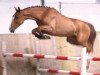 jumper Daiquiri de la Pomme (Belgium Sporthorse, 2009, from Tinka's Boy)