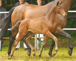 broodmare Duett 81 (Hanoverian, 2007, from Danone II)