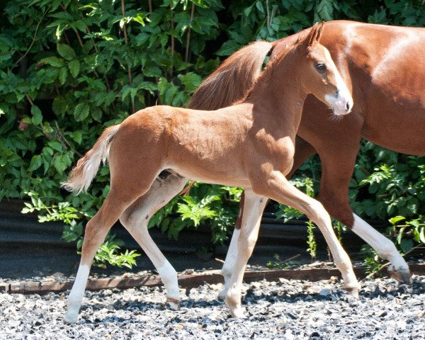 dressage horse Magic Hill (German Riding Pony, 2014, from FS Mr. Right)