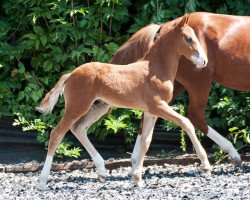 Dressurpferd Magic Hill (Deutsches Reitpony, 2014, von FS Mr. Right)