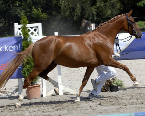 broodmare Donna Bella (Zweibrücken, 2005, from Damon Hill)