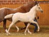 dressage horse Divina (German Riding Pony, 2014, from Don Dolino)