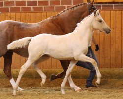 dressage horse Divina (German Riding Pony, 2014, from Don Dolino)