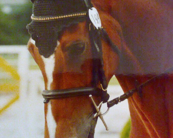 horse Pole Position 15 (Westphalian, 1998, from Pilot)