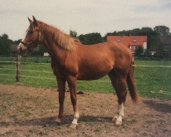 broodmare Bandola (Anglo-Arabs, 1995, from Bandoliero xx)