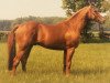 stallion Bandoliero xx (Thoroughbred, 1982, from Surumu xx)