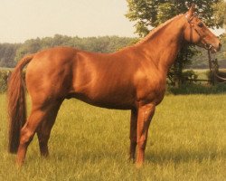 stallion Bandoliero xx (Thoroughbred, 1982, from Surumu xx)