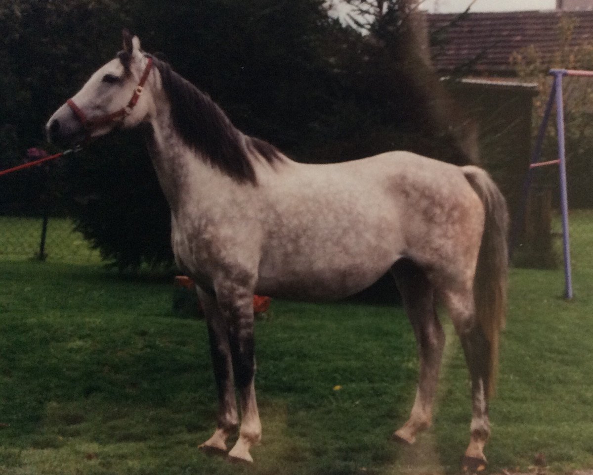 Zuchtstute Hilana (Anglo-Araber,  , von Hill Hawk xx)