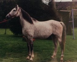 broodmare Hilana (Anglo-Arabs,  , from Hill Hawk xx)