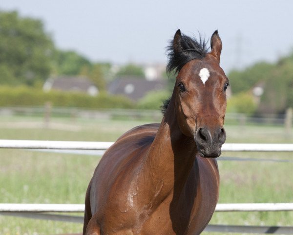 horse Nice Face (German Riding Pony, 2005, from Nibelungenheld)