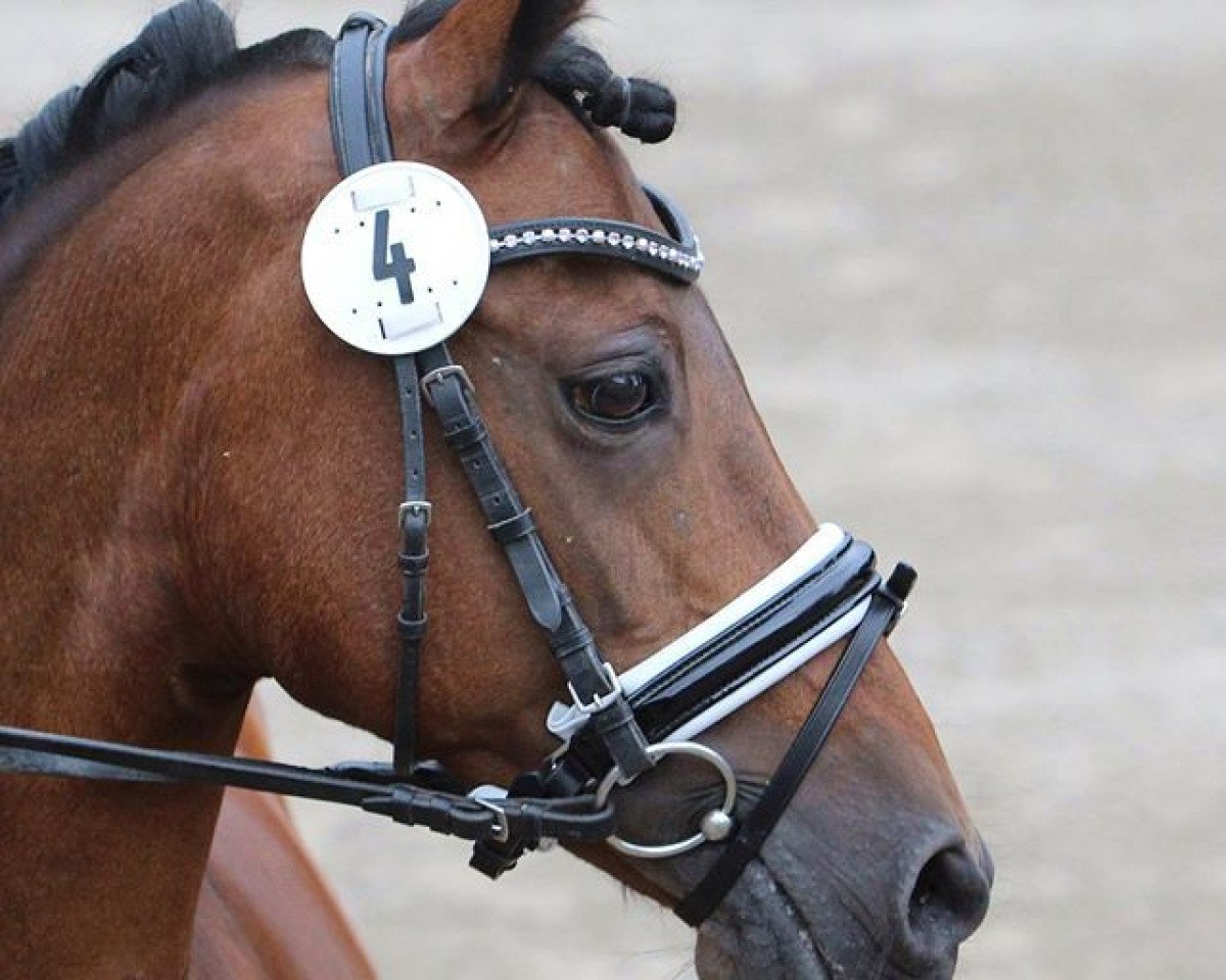 broodmare Steverheide's Wally (Westphalian, 1999, from Werwolf)