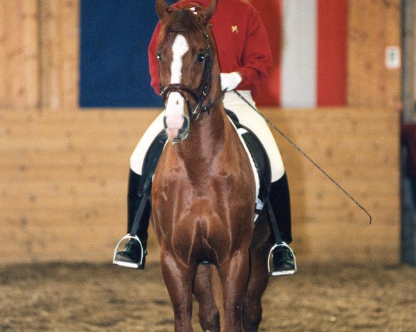 stallion Walk Along (Hanoverian, 1994, from Weltmeyer)