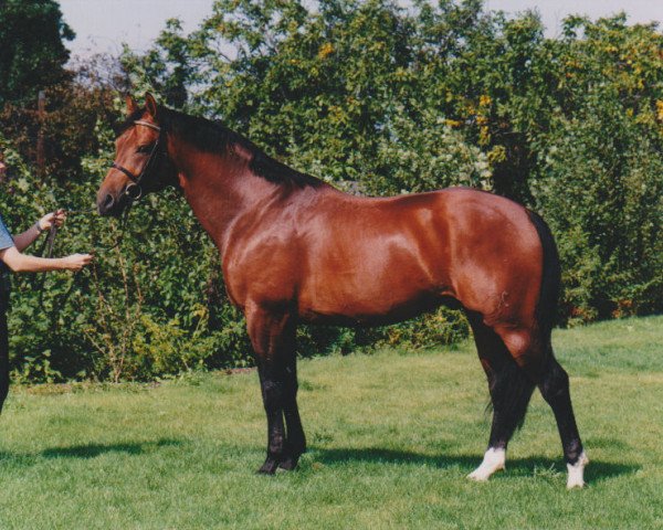 horse Graf Werther (Hanoverian, 1994, from Graf Grannus)