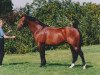 Pferd Graf Werther (Hannoveraner, 1994, von Graf Grannus)