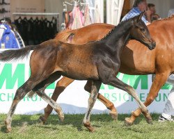 Dressurpferd Coke Zero (Deutsches Reitpony, 2014, von Coke saint of the Life)