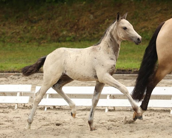 broodmare Dancing Gold (German Riding Pony, 2014, from Dance Star AT)
