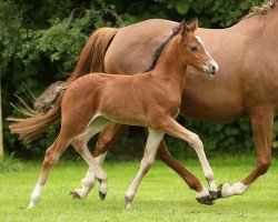 dressage horse No Limits (German Riding Pony, 2014, from Nuno 6)