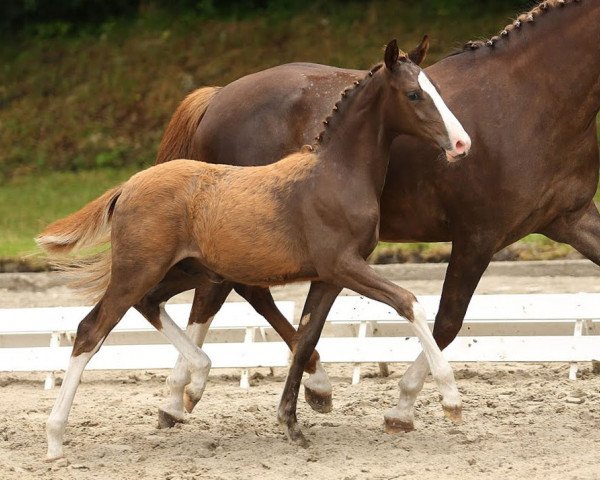dressage horse Can Fly (German Riding Pony, 2014, from Can Dance 3)