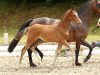 Dressurpferd Drei gewinnt II (Deutsches Reitpony, 2014, von Dreidimensional AT NRW)