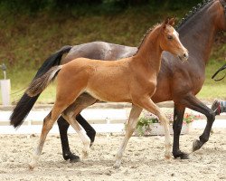 Dressurpferd Drei gewinnt II (Deutsches Reitpony, 2014, von Dreidimensional AT NRW)