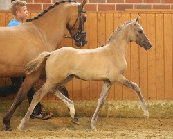 broodmare Die Da 16 (German Riding Pony, 2014, from Dornier B)