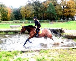 Pferd Try Again D'Hof Ten Bos (Belgisches Warmblut, 2003, von Ueleme de Longpre)